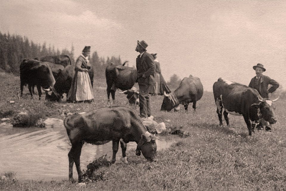 Des paysans gardant les vaches sur l'alpage au siècle dernier